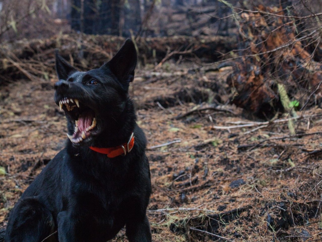 Certain dog breeds such as the shepherd dog and the Jack Russel most often cause personal injury claims.