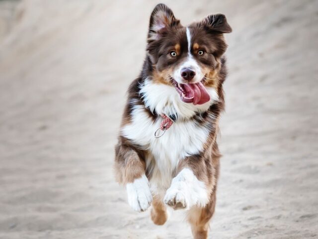 When you are falling down because of a dog, you are almost always entitled to compensation.