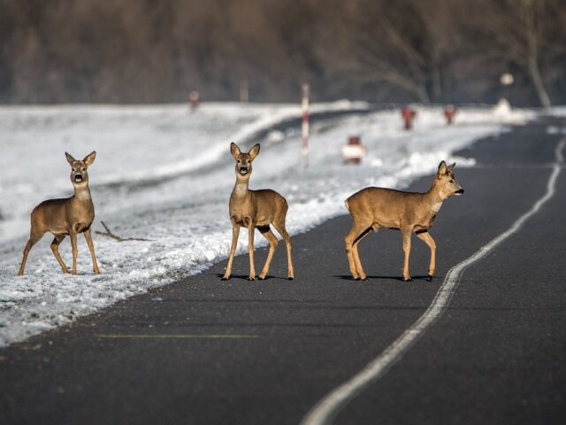 Si sufre lesiones personales por atropellar o intentar esquivar a un animal salvaje, como un ciervo, puede reclamar una indemnización a su seguro de accidentes de pasajeros (SVI).
