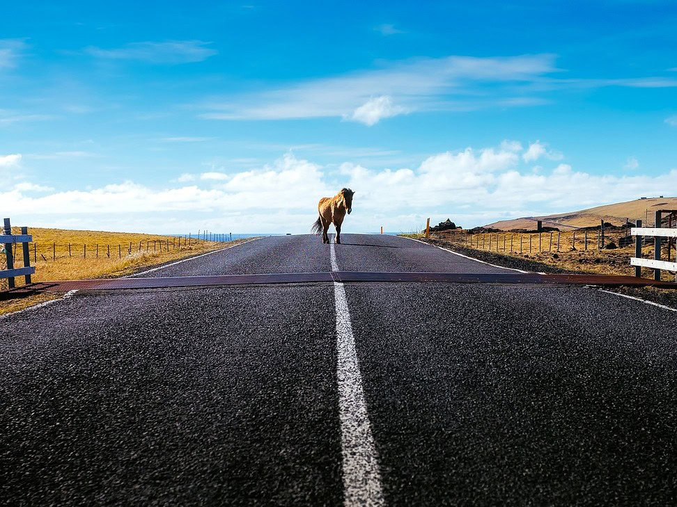 ¿Se ha lesionado tras atropellar a un caballo? Entonces el propietario del caballo puede ser considerado responsable de sus daños personales.