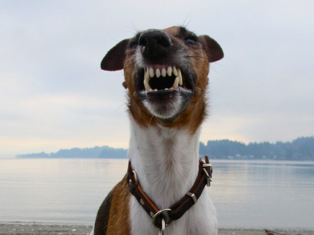 Si sufre daños personales por la mordedura de un perro, casi siempre tiene derecho a una indemnización.