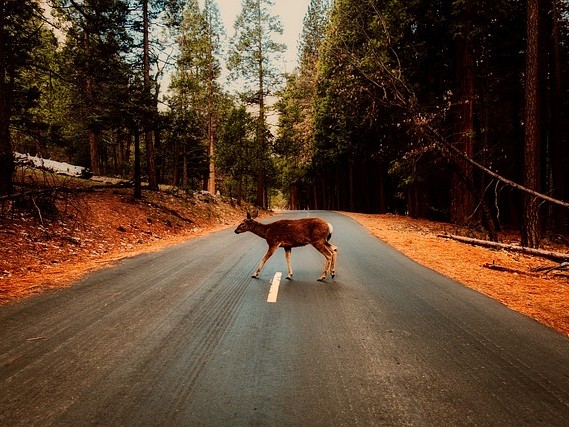 Supongamos que sufre lesiones personales por atropellar a un animal salvaje que se cruza repentinamente en la carretera o que tiene que dar un volantazo para esquivar a un animal salvaje y, como consecuencia, acaba en los guardarraíles. Entonces puede reclamar una indemnización a su seguro de accidentes de pasajeros (SVI).