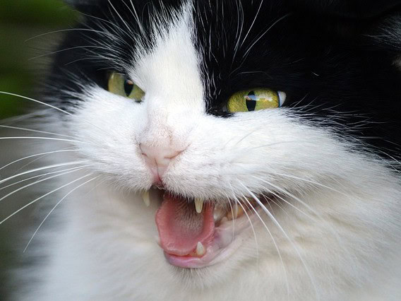 Als u letselschade oploopt door een kat, heeft u recht op schadevergoeding.