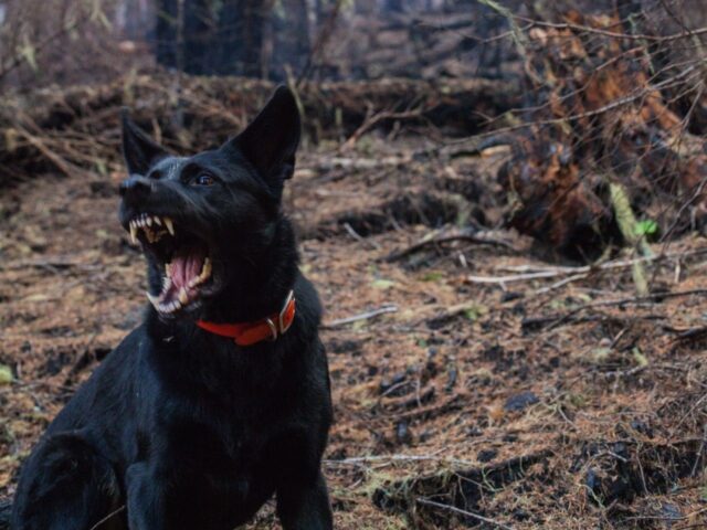 Bepaalde hondenrassen zoals de herdershond en de Jack Russel zorgen het vaakst voor letselschadeclaims.