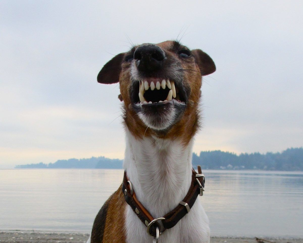 Kind gebeten door hond - JBL&G