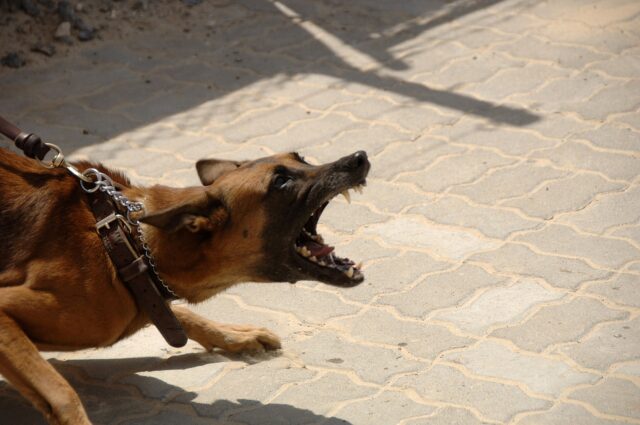 Do's and don'ts after a dog bite: among other things, it is important to see a doctor immediately after being bitten by a dog and never think it is your own fault for being bitten.