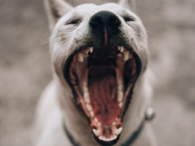 Een van de mogelijke redenen dat meer kinderen gebeten werden tijdens de lockdown is dat ze de stresssignalen van hun eigen hond niet zien.