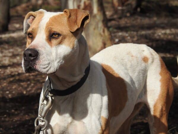 De nieuwe roep om een verbod van agressieve honden draait deze keer niet om een specifiek ras, maar om honden met gevaarlijke kenmerken zoals brede kaken.