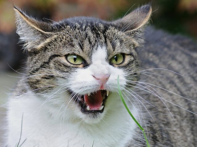 U heeft recht op schadevergoeding wanneer u bent gebeten door een kat.