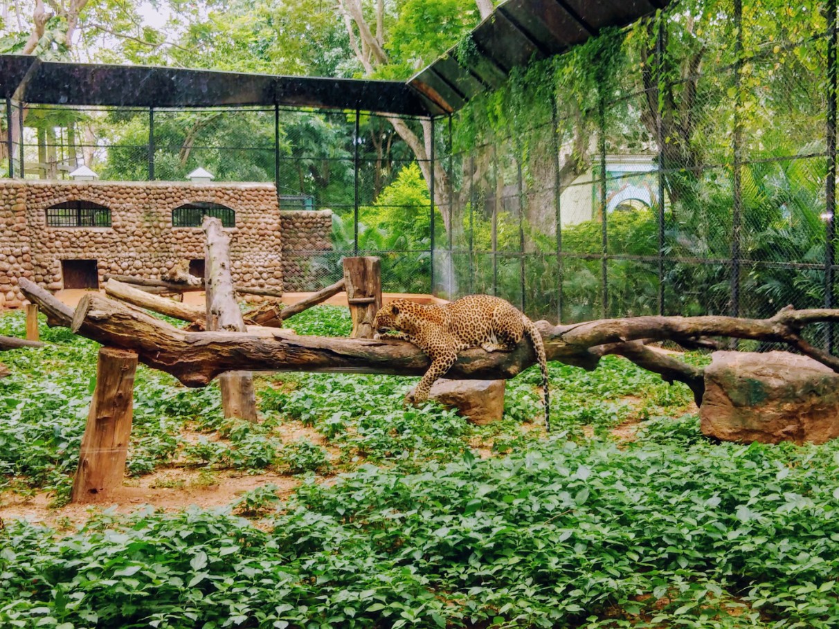 Als u gewond bent geraakt in een dierentuin door een ontsnapt dier, heeft u recht op schadevergoeding.