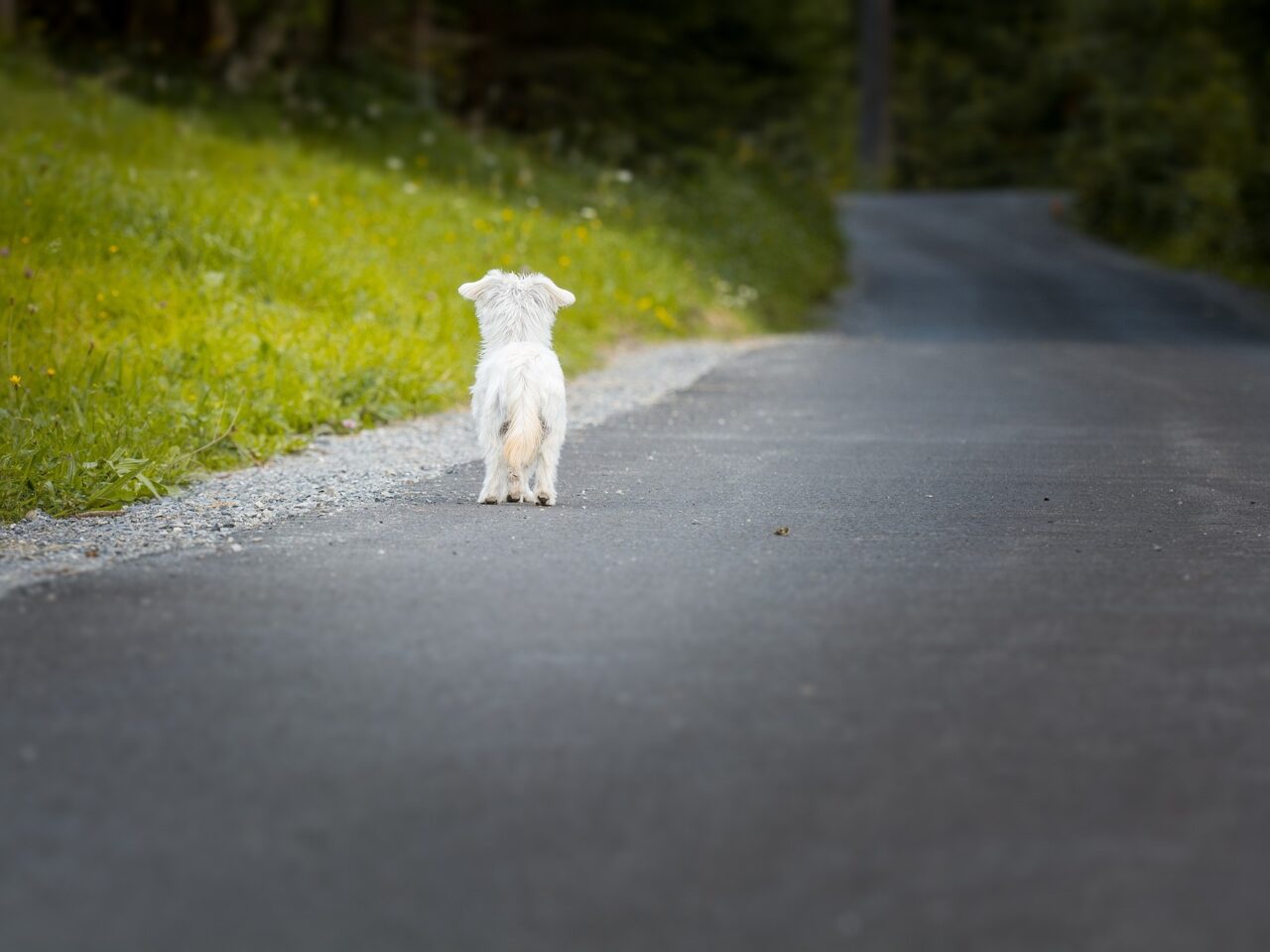Bent u gewond geraakt, nadat u een hond heeft aangereden? Dan is de eigenaar van de hond aansprakelijk te stellen voor uw letselschade.