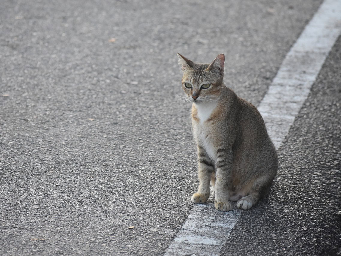 Bent u gewond geraakt, nadat u een kat heeft aangereden? Dan is de eigenaar van de kat aansprakelijk te stellen voor uw letselschade.