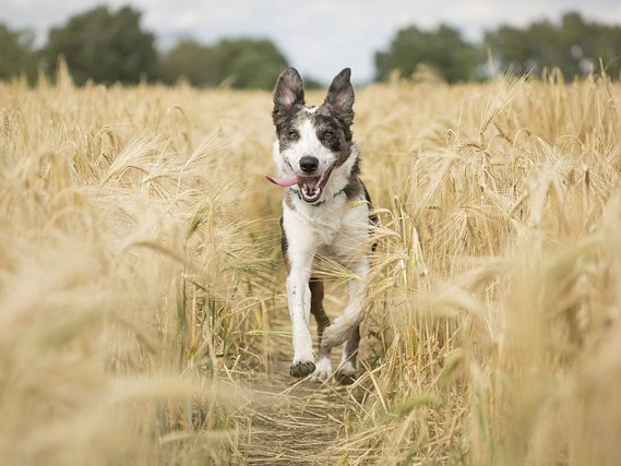 Als u letselschade oploopt door een hond, heeft u recht op schadevergoeding.