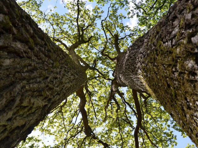 De eikenprocessierups bevindt zich vrijwel altijd in eikenbomen.