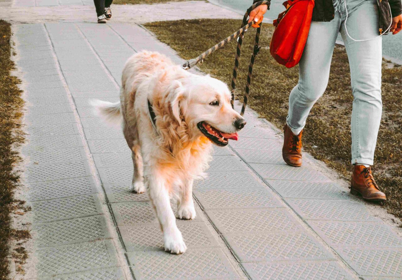 Schadeposten Bij Letselschade Hond Uitlaten
